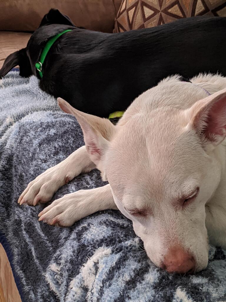 No description provided for: /2020/01-03/0217-tired-erin-pups/photo02.html