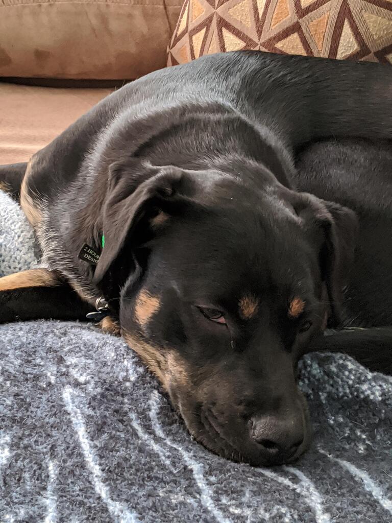 No description provided for: /2020/01-03/0217-tired-erin-pups/photo03.html