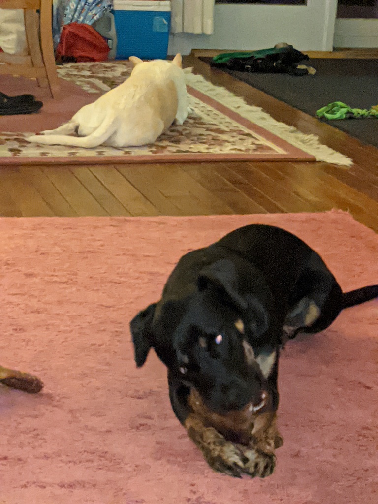 No description provided for: /2020/07-09/0927-pups/photo01.html