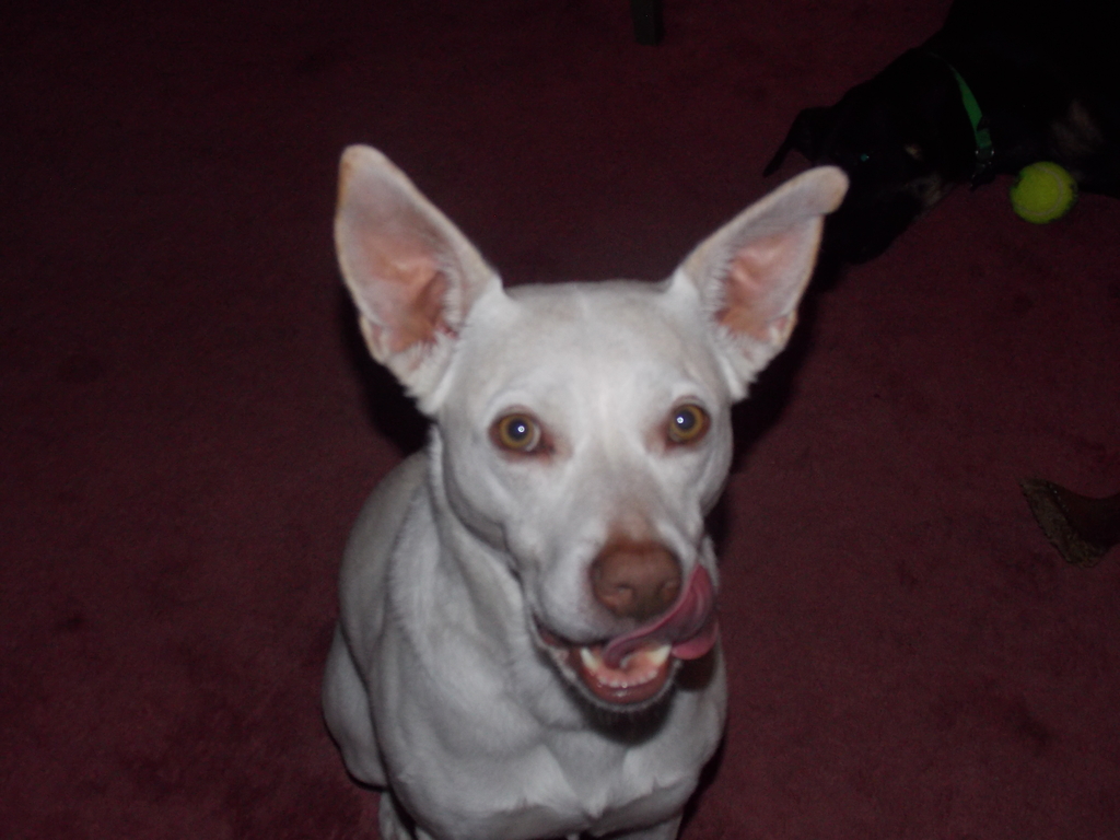 No description provided for: /2020/10-12/1009-e+d+pups/photo04.html