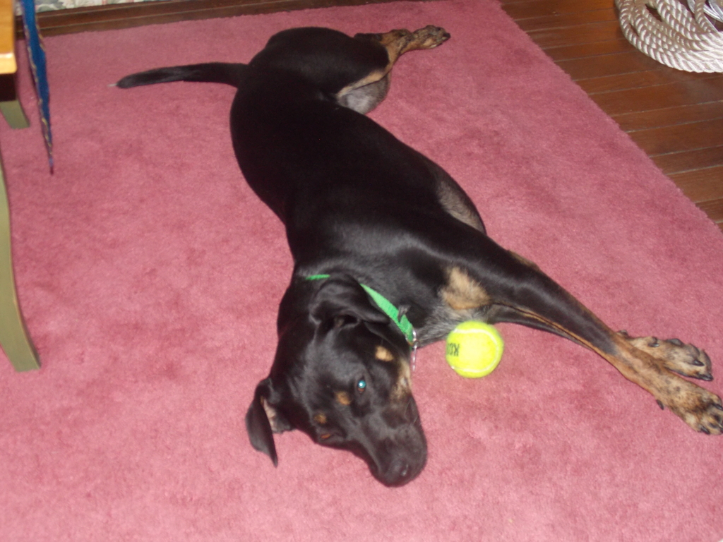 No description provided for: /2020/10-12/1009-e+d+pups/photo05.html