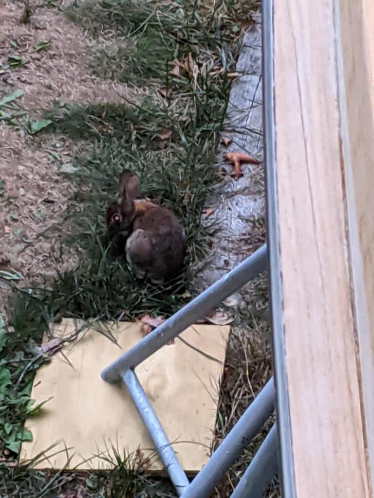 No description provided for: /2020/10-12/1011-bunny/photo01.html