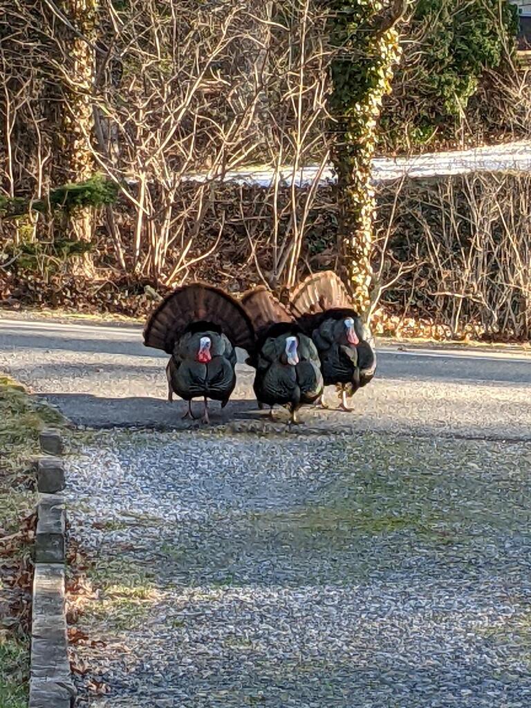 No description provided for: /2021/01-03/0330-turkey-toms/photo02.html