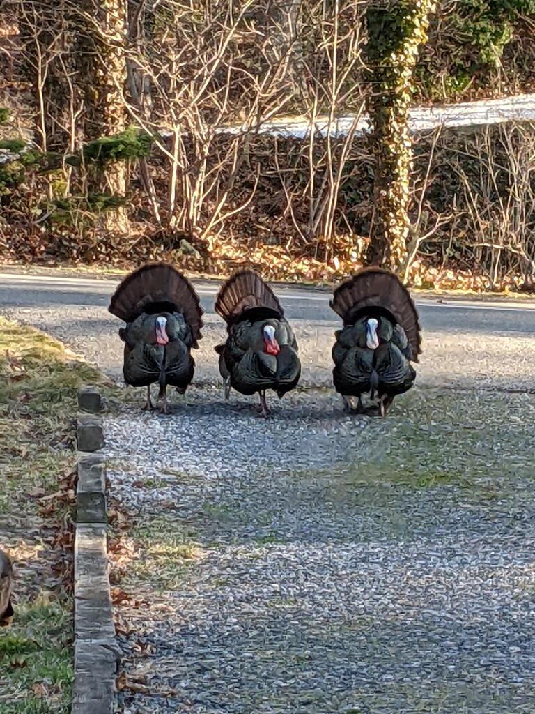 No description provided for: /2021/01-03/0330-turkey-toms/photo03.html