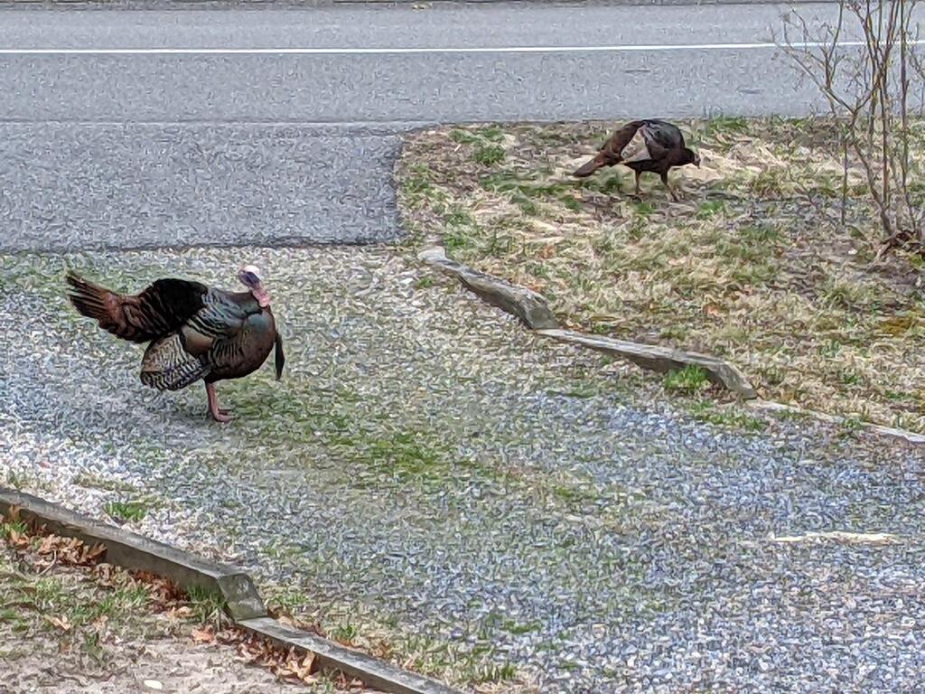 No description provided for: /2021/04-06/0411-turkey-pair/photo01.html