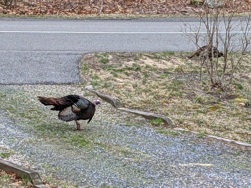 No description provided for: /2021/04-06/0411-turkey-pair/photo02.html