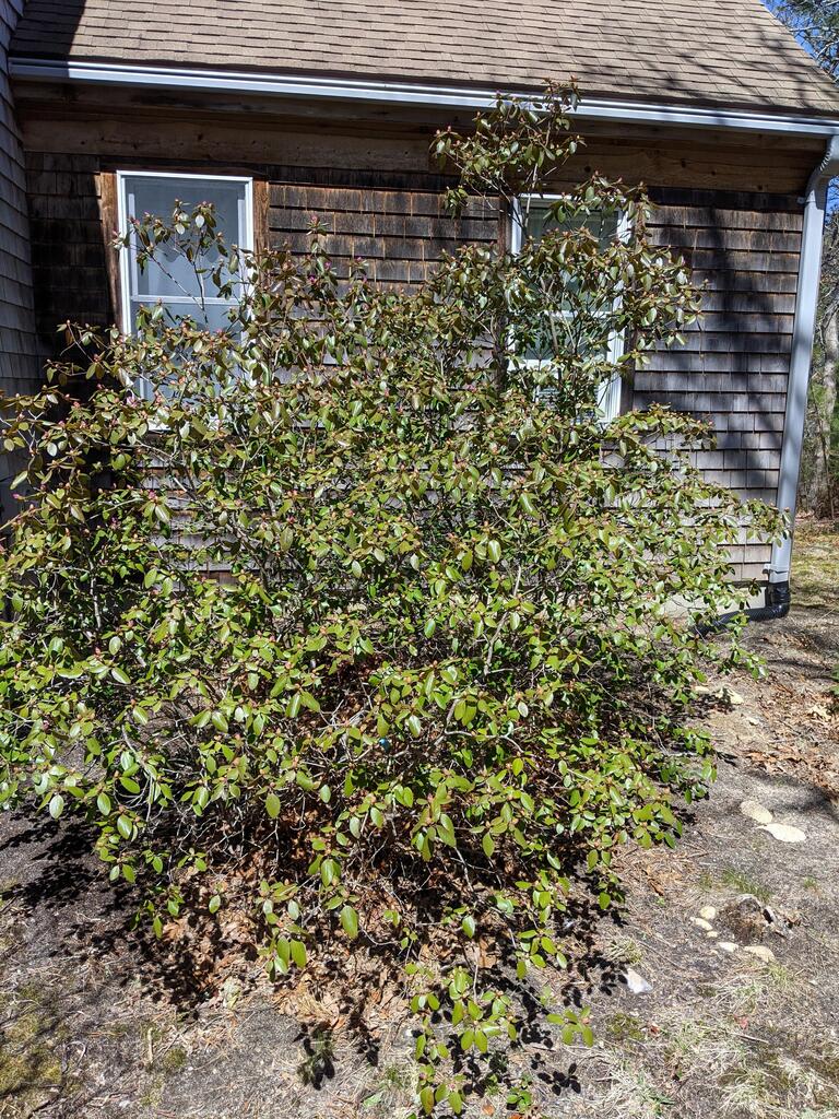 No description provided for: /2021/04-06/0418-rhodie-pre-bloom/photo01.html