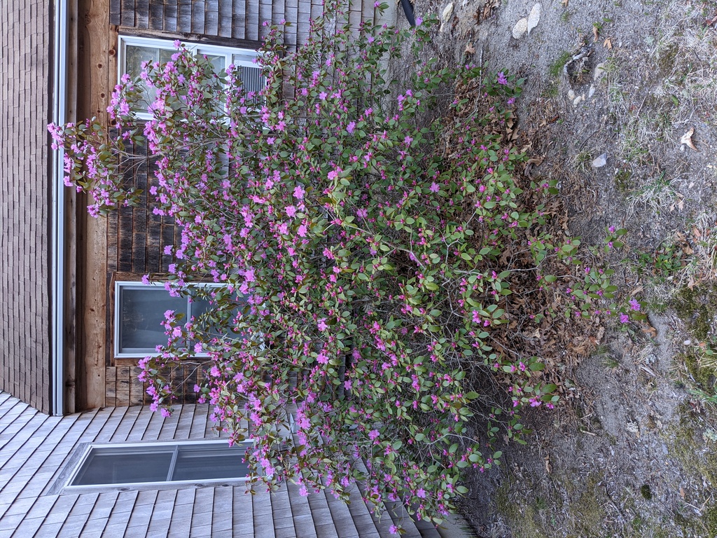 No description provided for: /2021/04-06/0422-rhodie-bloom/photo01.html