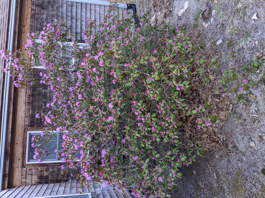 No description provided for: /2021/04-06/0422-rhodie-bloom/photo02.html