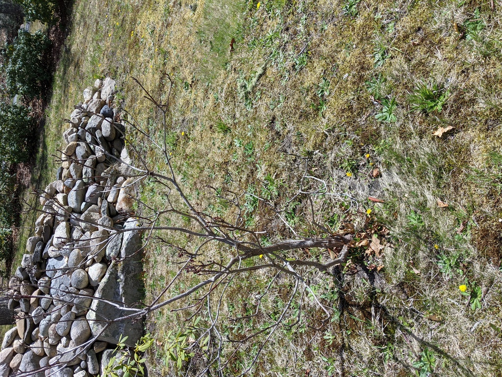 No description provided for: /2021/04-06/0427-rhodie/photo01.html