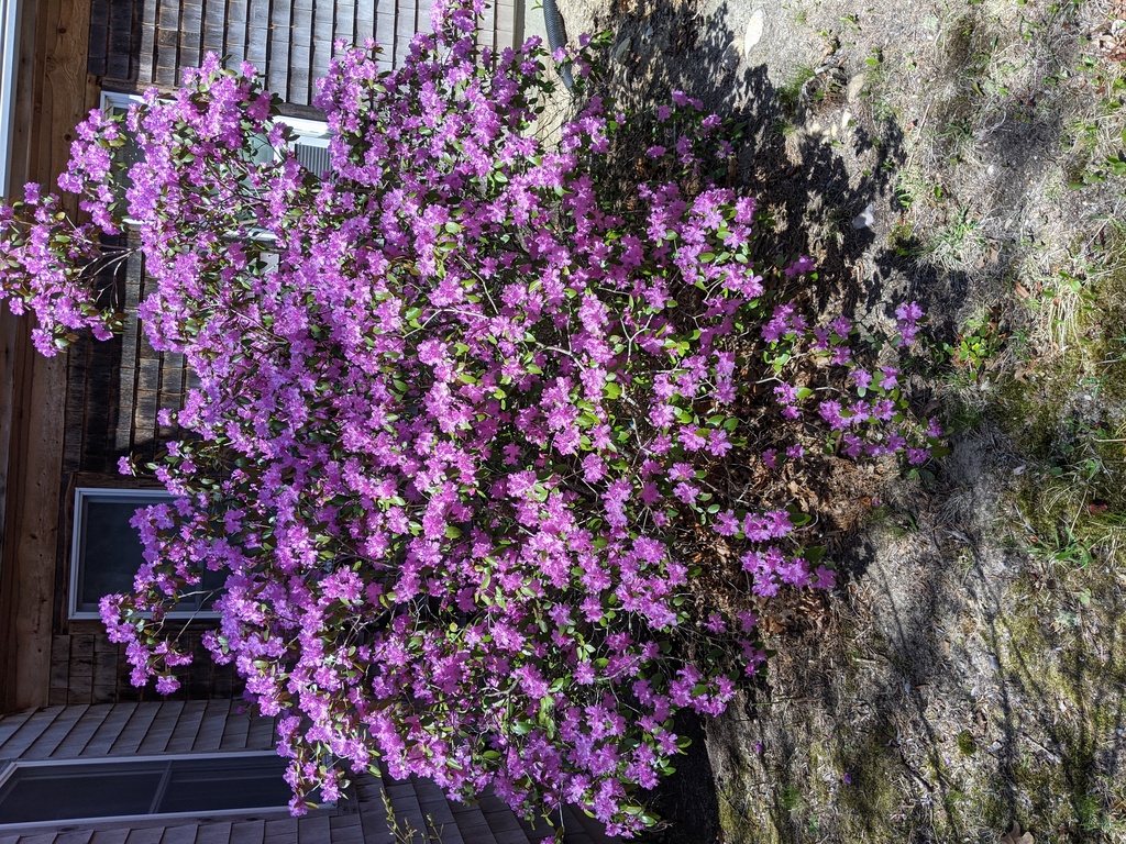 No description provided for: /2021/04-06/0427-rhodie/photo02.html