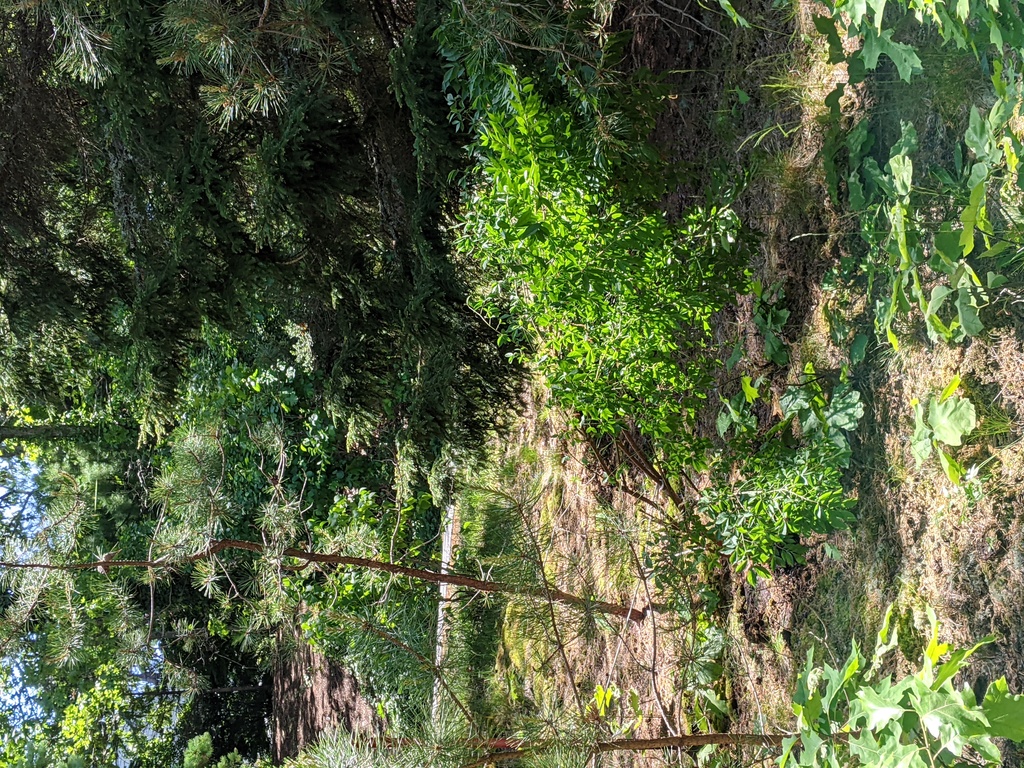 No description provided for: /2021/04-06/0606-rhodie-transplant/photo01.html