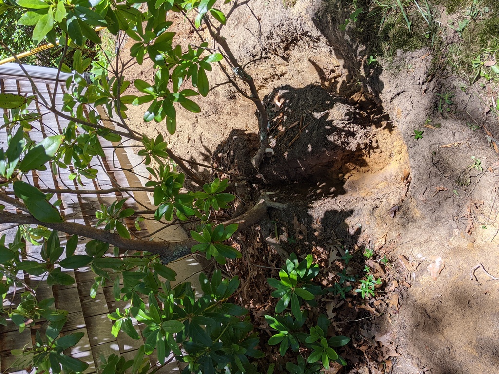 No description provided for: /2021/04-06/0617-rhodie-transplant/photo01.html