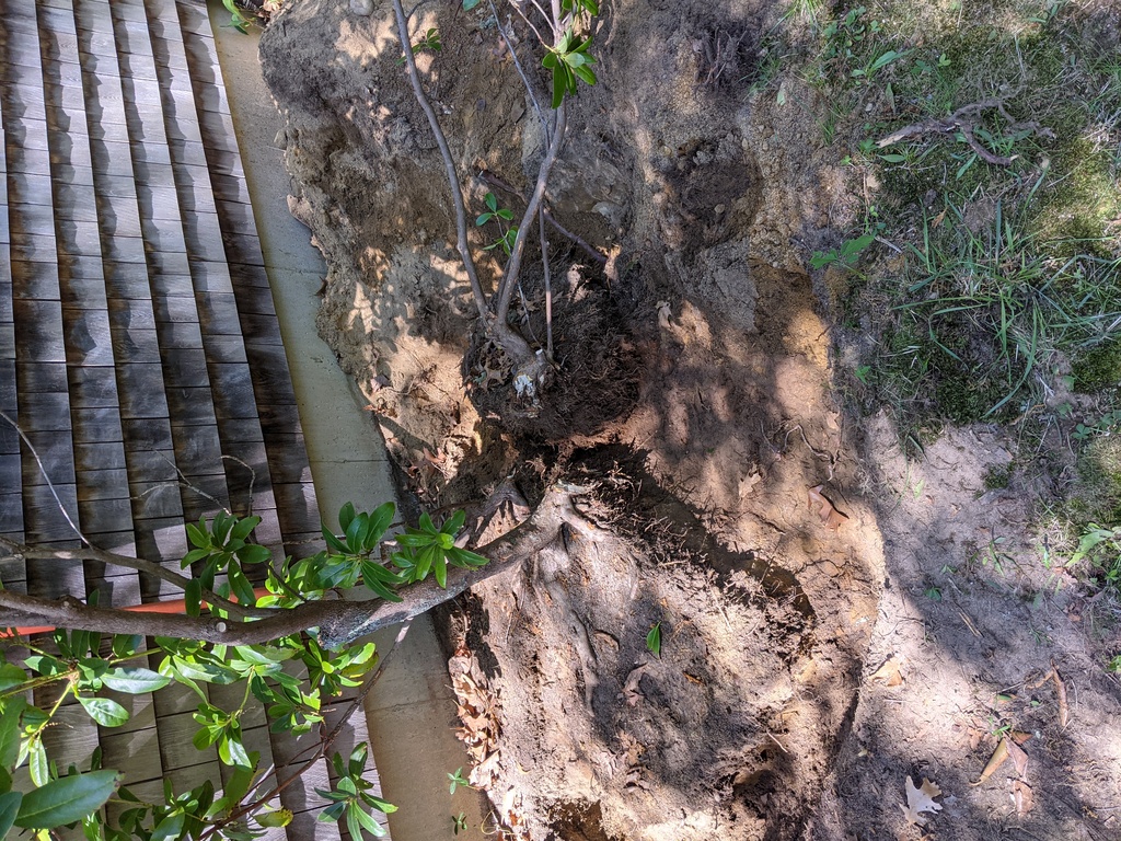 No description provided for: /2021/04-06/0617-rhodie-transplant/photo02.html