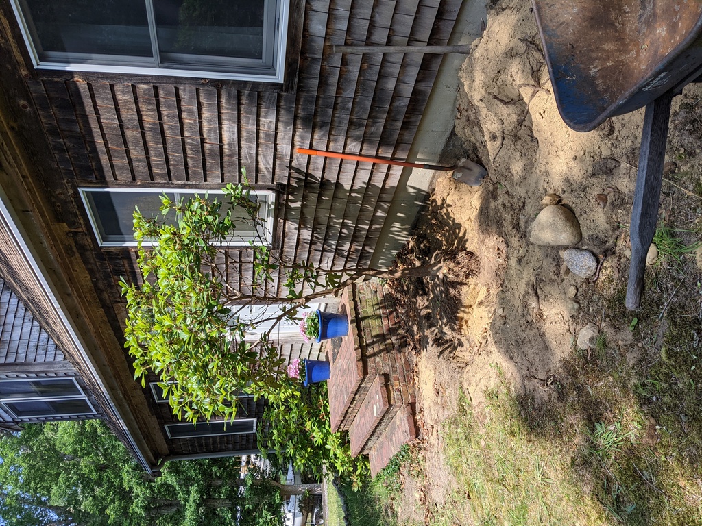 No description provided for: /2021/04-06/0619-rhodie-transplant/photo01.html