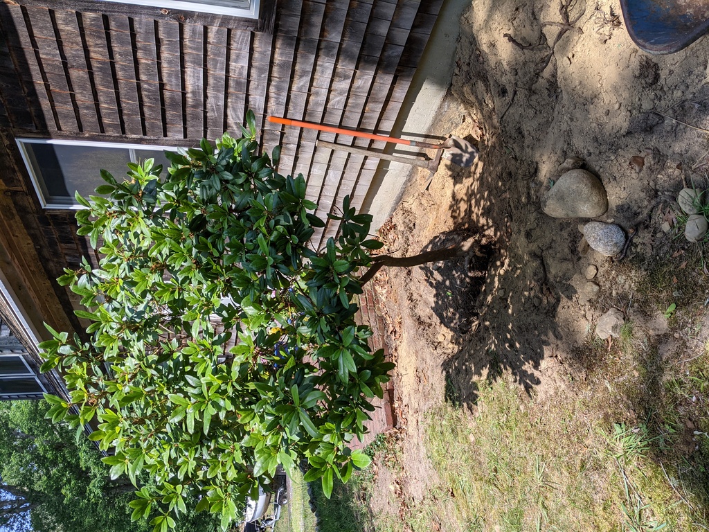 No description provided for: /2021/04-06/0619-rhodie-transplant/photo02.html