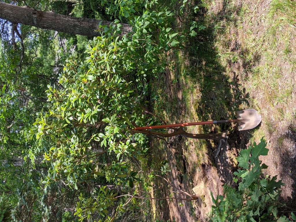 No description provided for: /2021/04-06/0619-rhodie-transplant/photo03.html