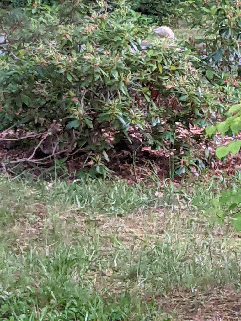 No description provided for: /2021/04-06/0621-rabbit/photo01.html