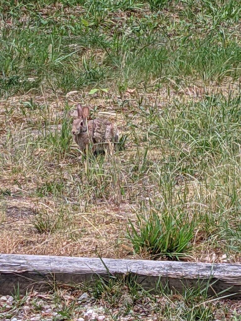 No description provided for: /2021/04-06/0625-rabbit/photo01.html