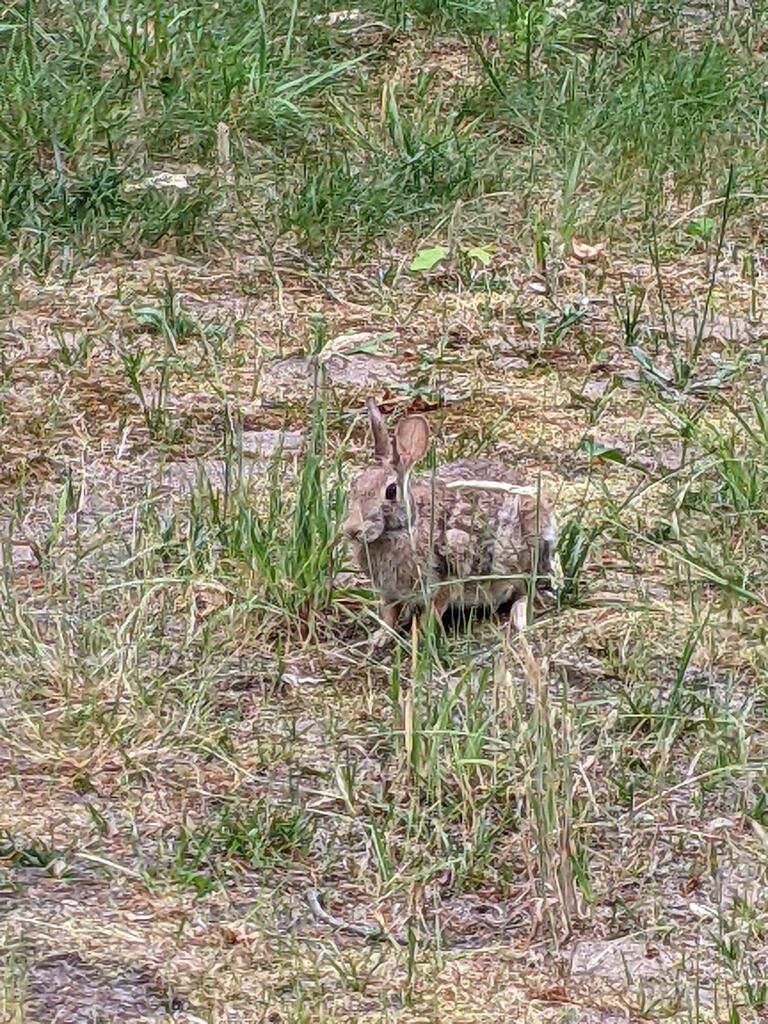 No description provided for: /2021/04-06/0625-rabbit/photo02.html