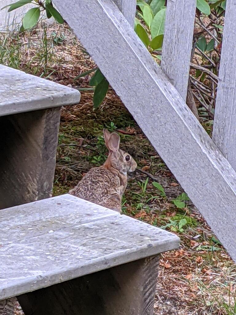 No description provided for: /2021/04-06/0625-rabbit/photo03.html