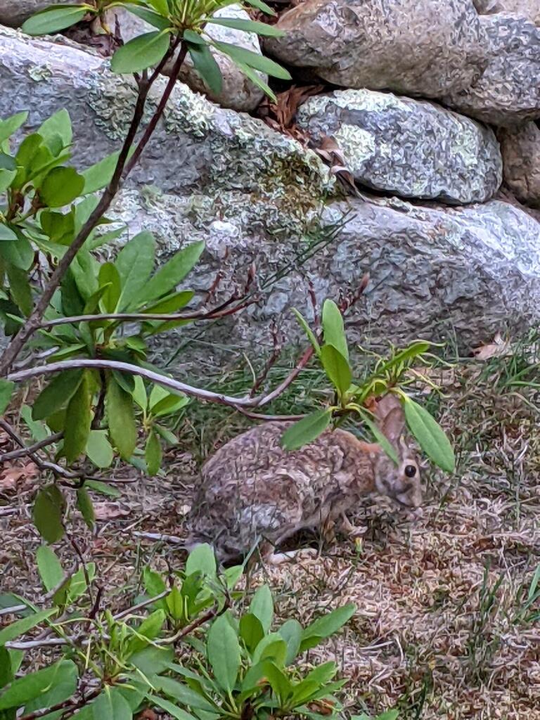 No description provided for: /2021/04-06/0625-rabbit/photo04.html