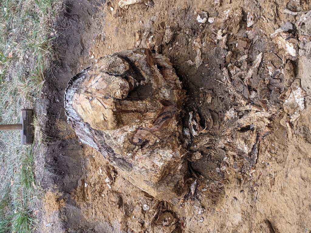 No description provided for: /2021/07-09/0819-new-stump/photo01.html