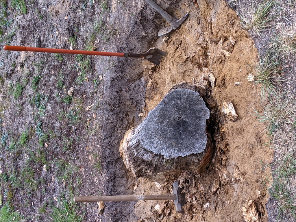 No description provided for: /2021/07-09/0819-new-stump/photo02.html