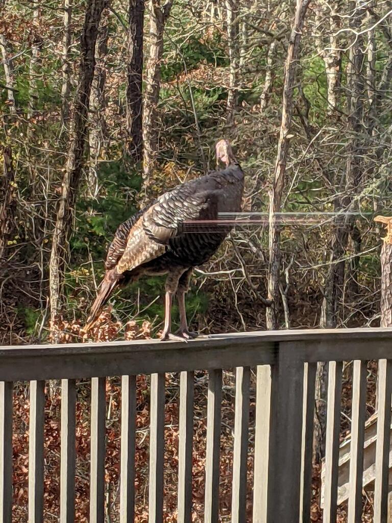 No description provided for: /2021/10-12/1125-turkey-railing/photo01.html