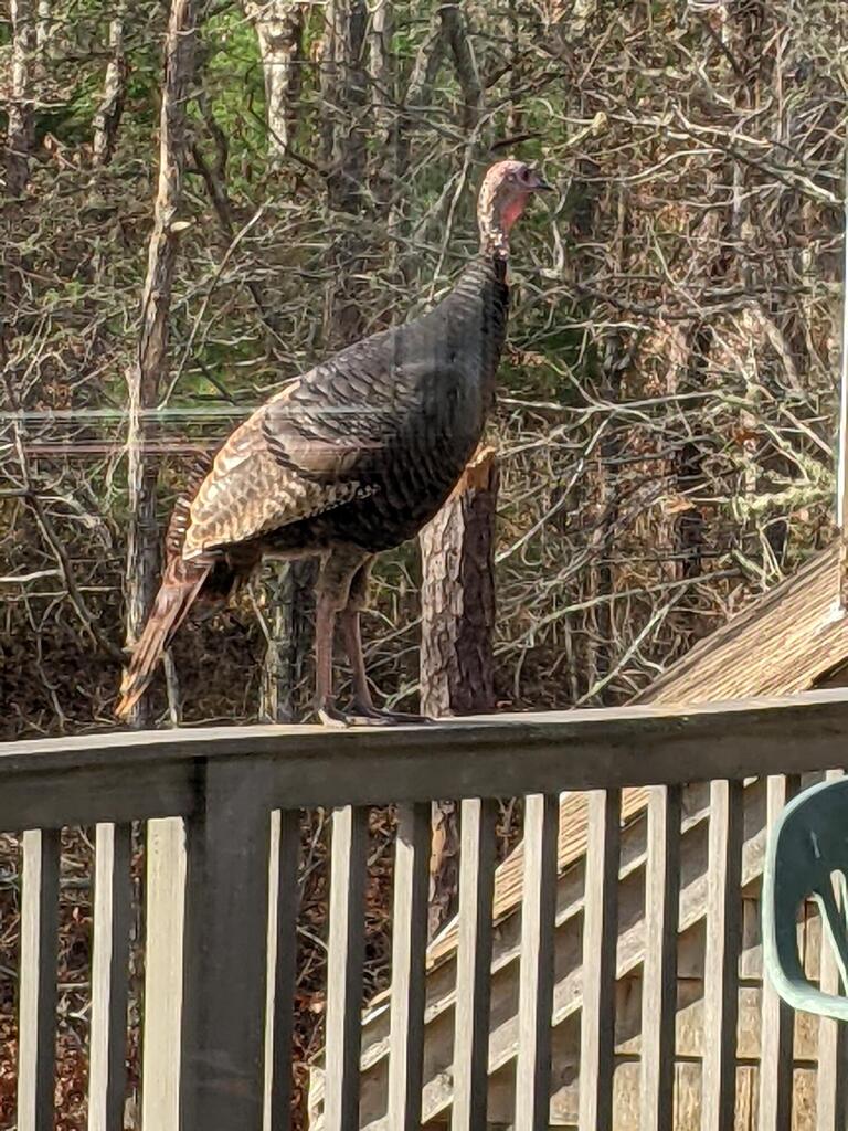 No description provided for: /2021/10-12/1125-turkey-railing/photo03.html