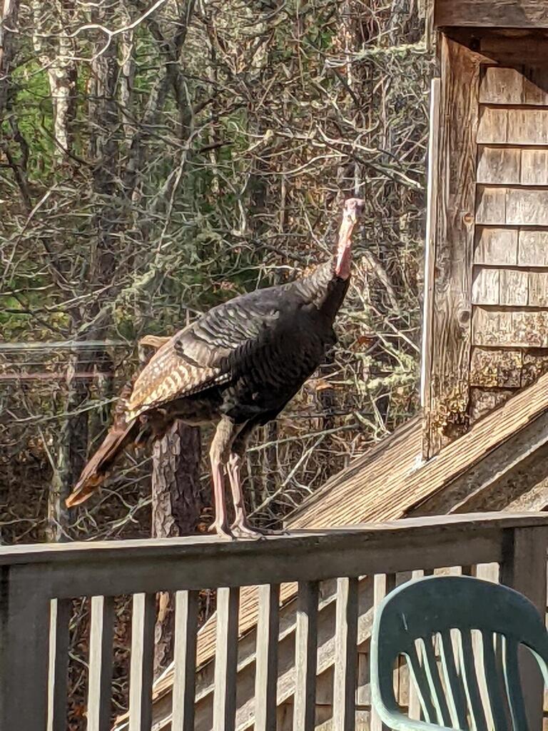 No description provided for: /2021/10-12/1125-turkey-railing/photo04.html