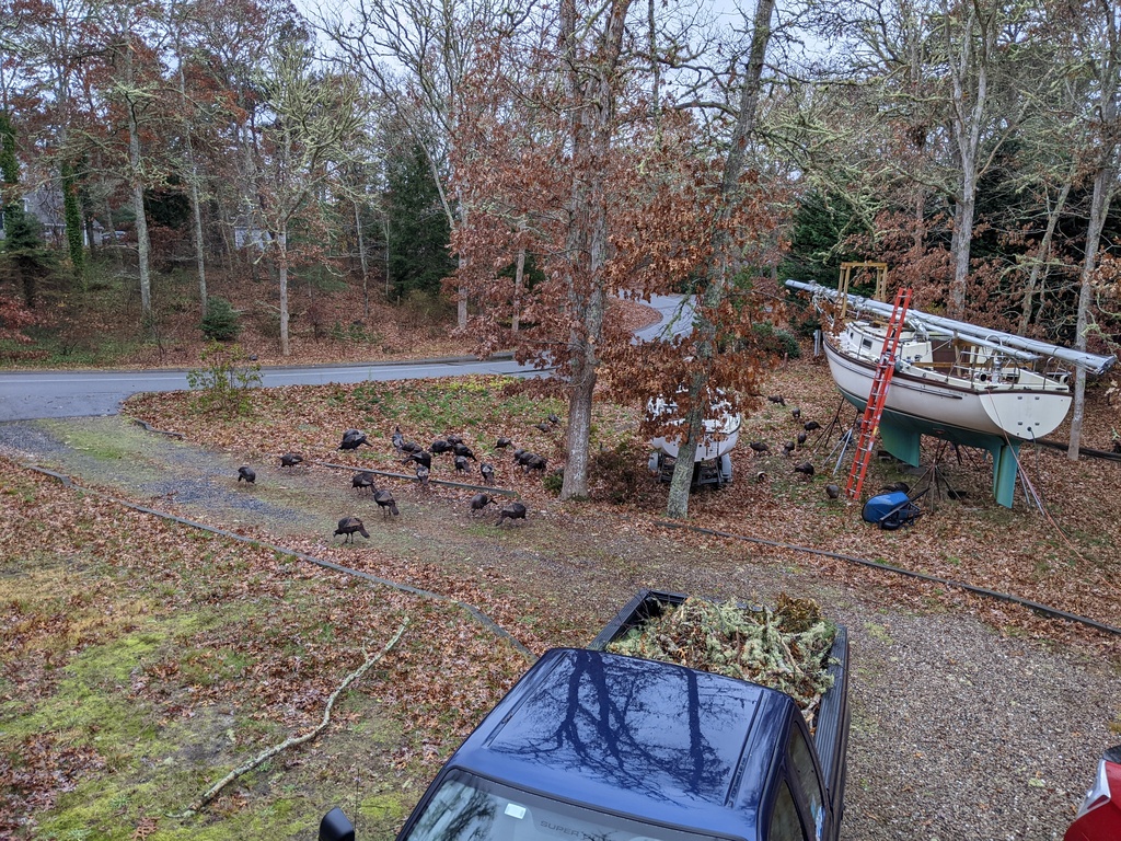 No description provided for: /2021/10-12/1126-turkey-flock/photo01.html