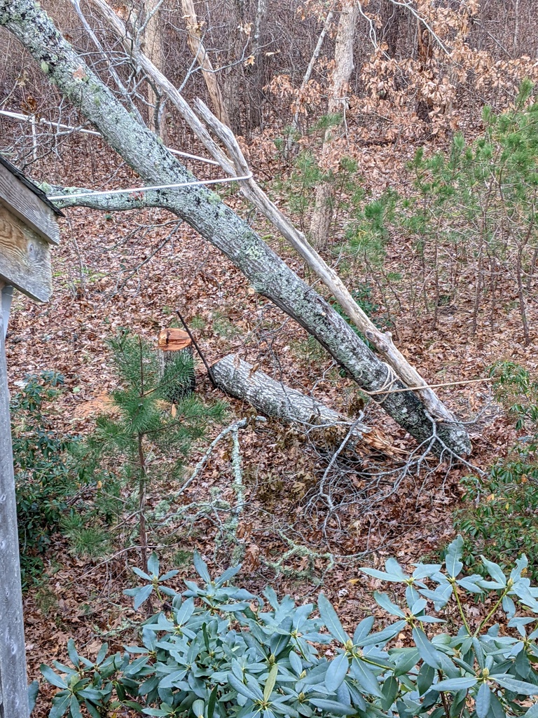 No description provided for: /2021/10-12/1206-broken-tree/photo01.html