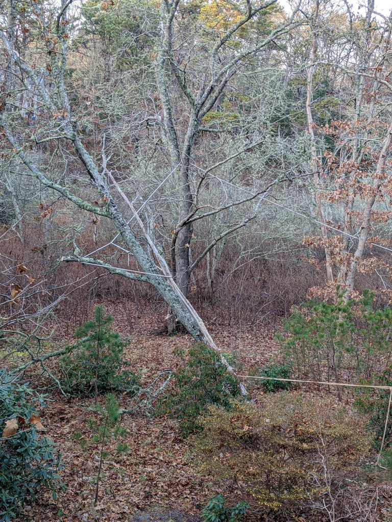 No description provided for: /2021/10-12/1206-broken-tree/photo02.html