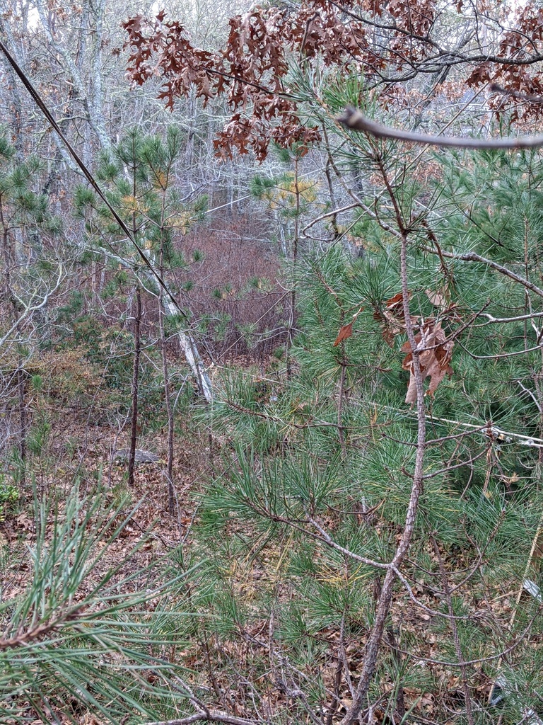 No description provided for: /2021/10-12/1206-broken-tree/photo04.html