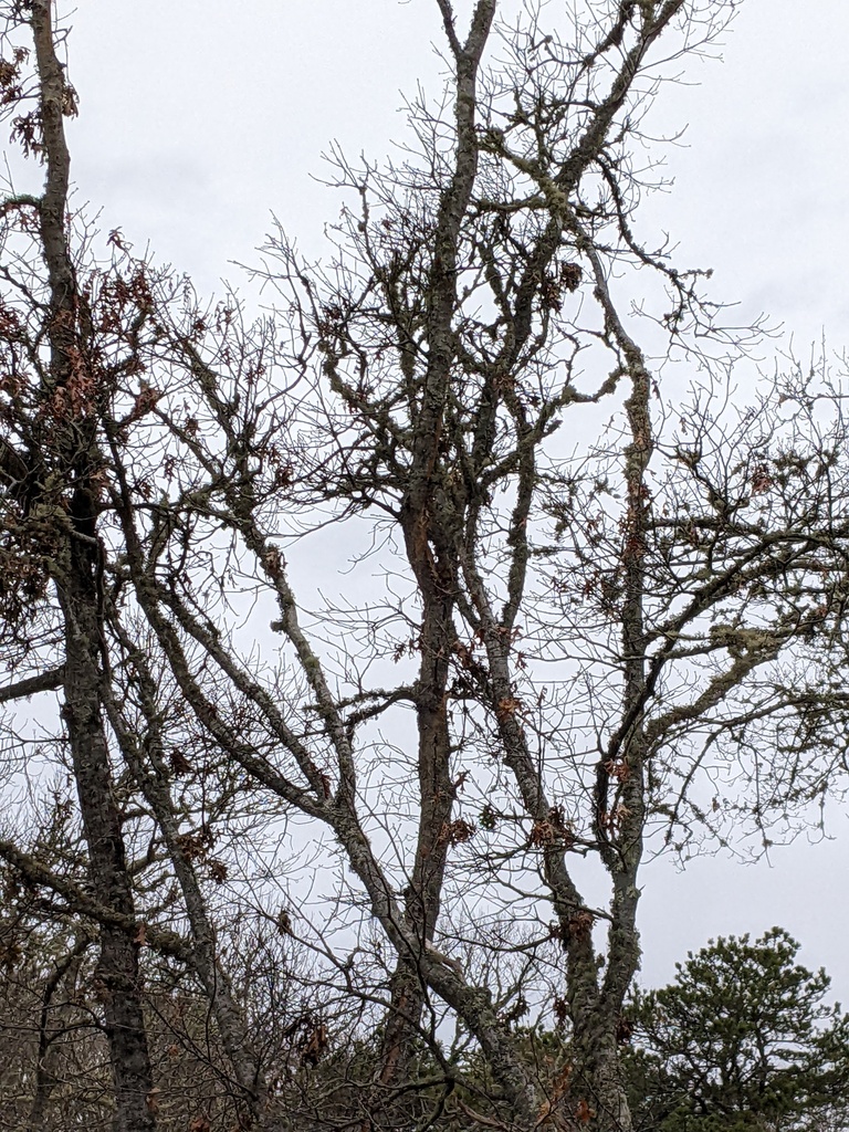 No description provided for: /2021/10-12/1208-broken-tree/photo02.html