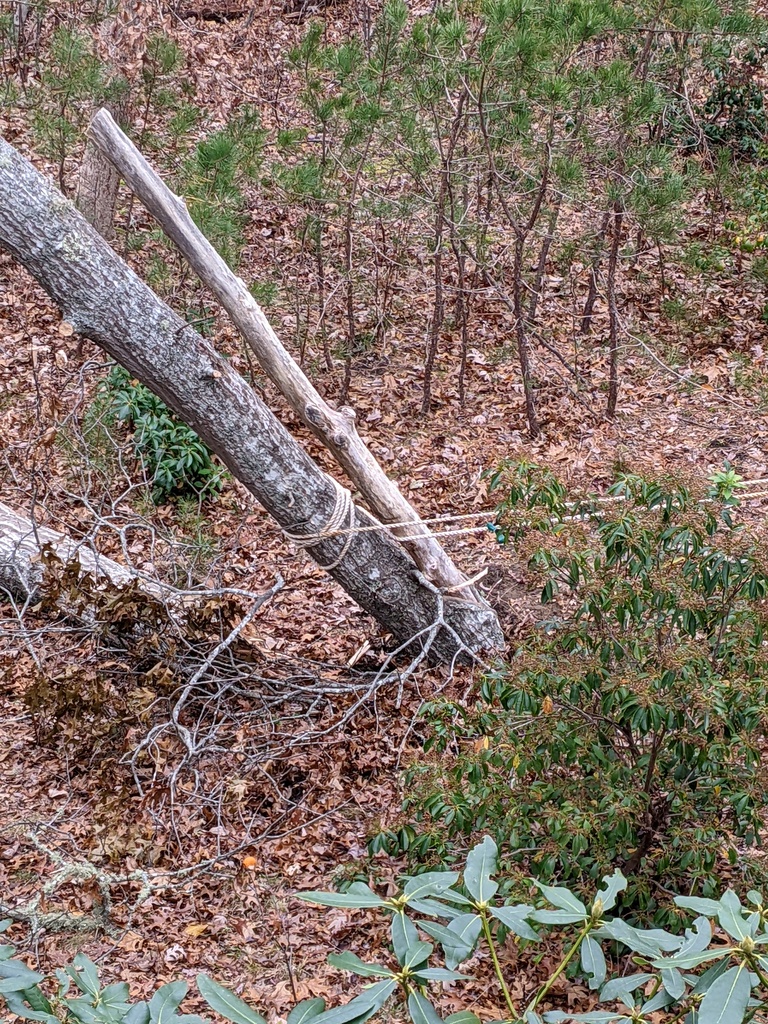 No description provided for: /2021/10-12/1208-broken-tree/photo03.html