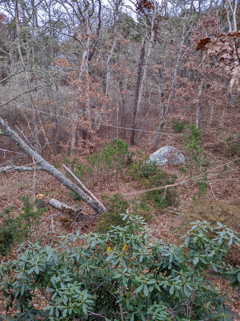 No description provided for: /2021/10-12/1208-broken-tree/photo04.html