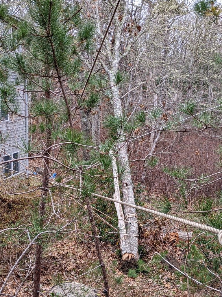 No description provided for: /2021/10-12/1213-broken-tree/photo04.html