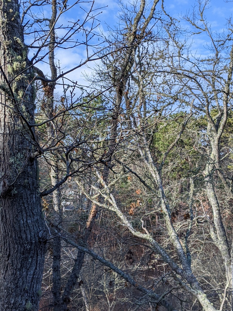 No description provided for: /2021/10-12/1213-broken-tree/photo05.html