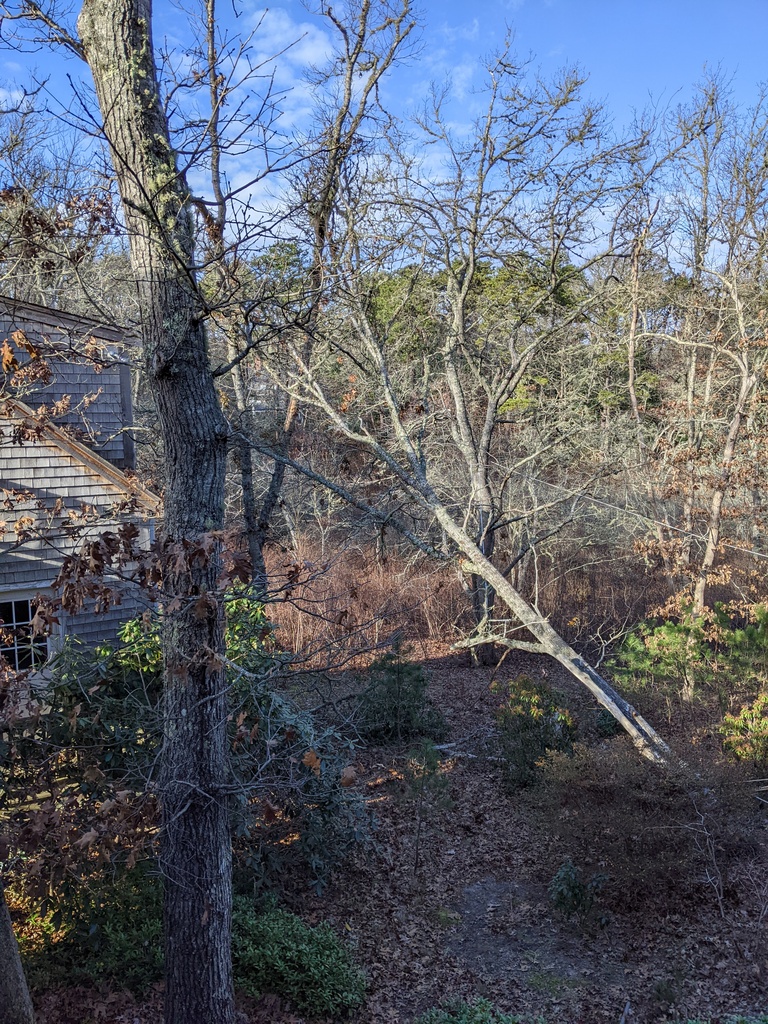 No description provided for: /2021/10-12/1213-broken-tree/photo06.html