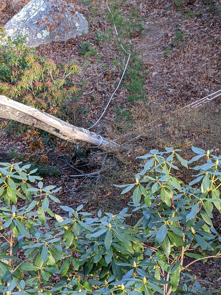 No description provided for: /2021/10-12/1213-broken-tree/photo07.html