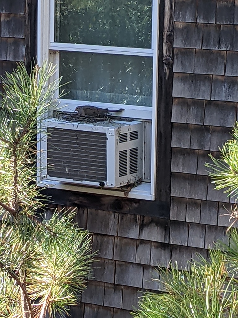 No description provided for: /2022/04-06/0411-dove-nest/photo01.html