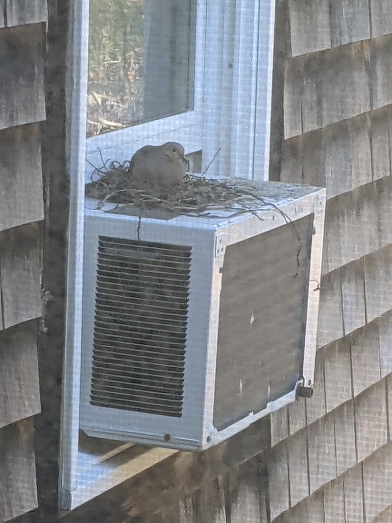 No description provided for: /2022/04-06/0411-dove-nest/photo02.html