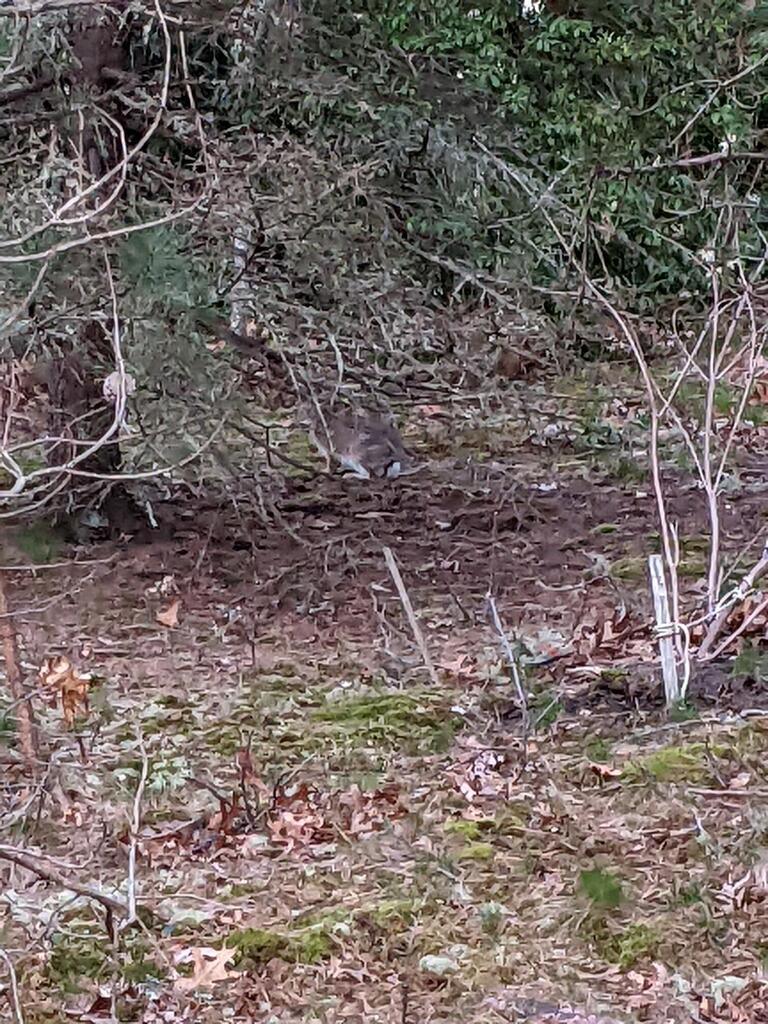 No description provided for: /2022/04-06/0420-rabbit/photo01.html