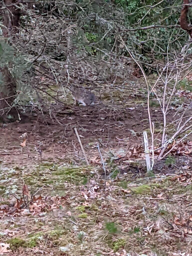 No description provided for: /2022/04-06/0420-rabbit/photo02.html