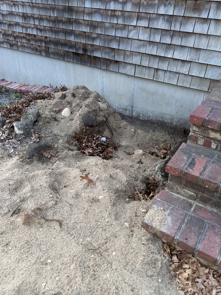 No description provided for: /2022/04-06/0420-rhodie-transplant/photo01.html