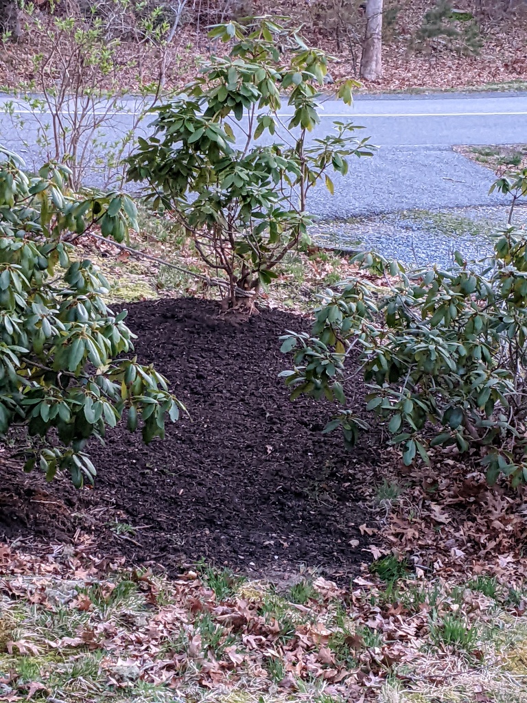 No description provided for: /2022/04-06/0420-rhodie-transplant/photo02.html