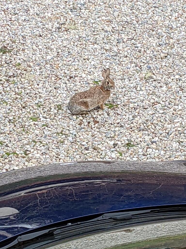 No description provided for: /2022/04-06/0425-rabbit/photo01.html