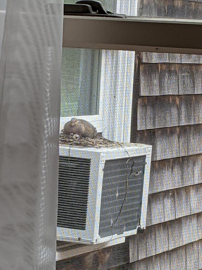 No description provided for: /2022/04-06/0426-dove-nest/photo01.html